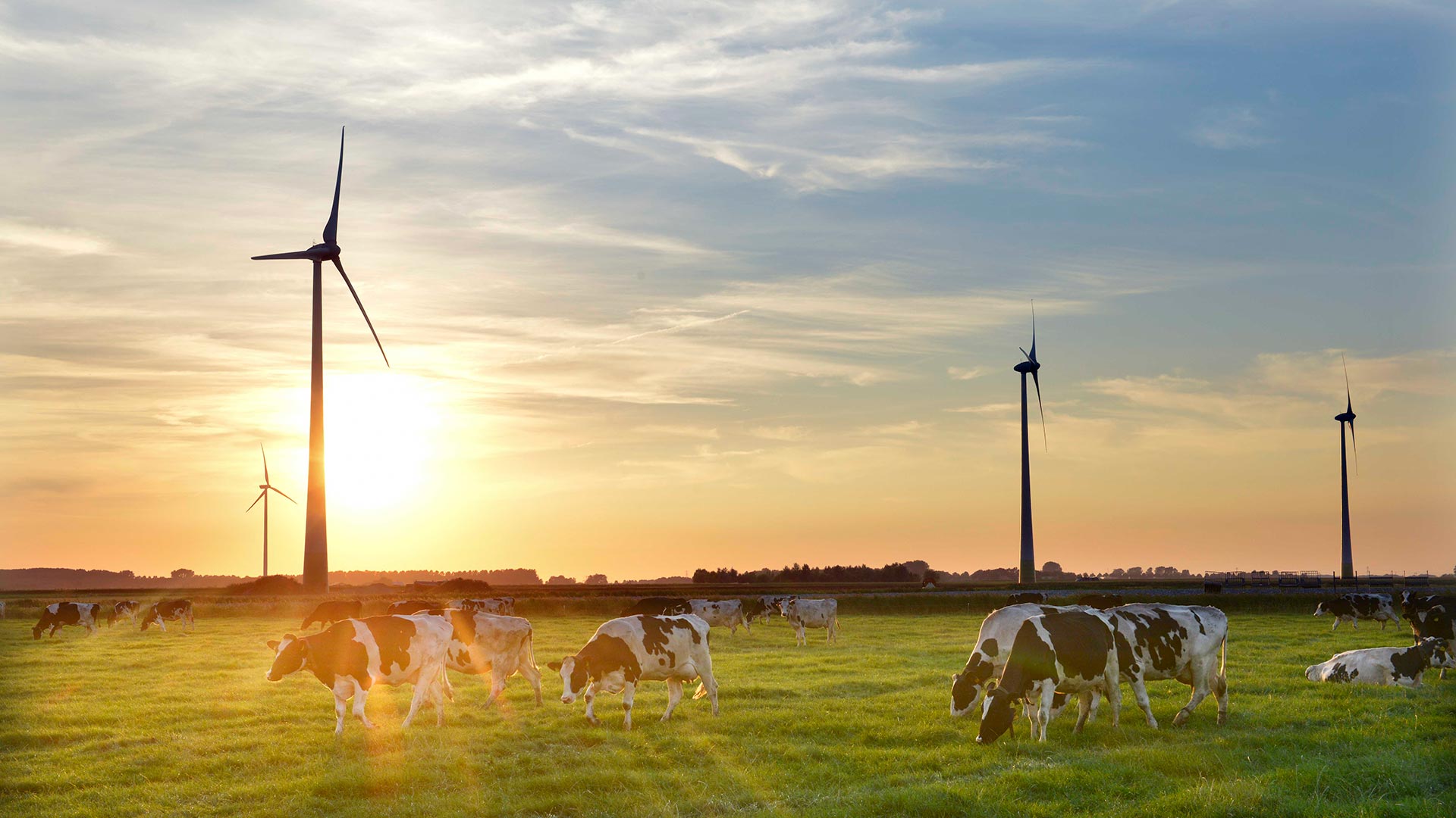 Unser Fokus auf nachhaltige Milchwirtschaft | Debic