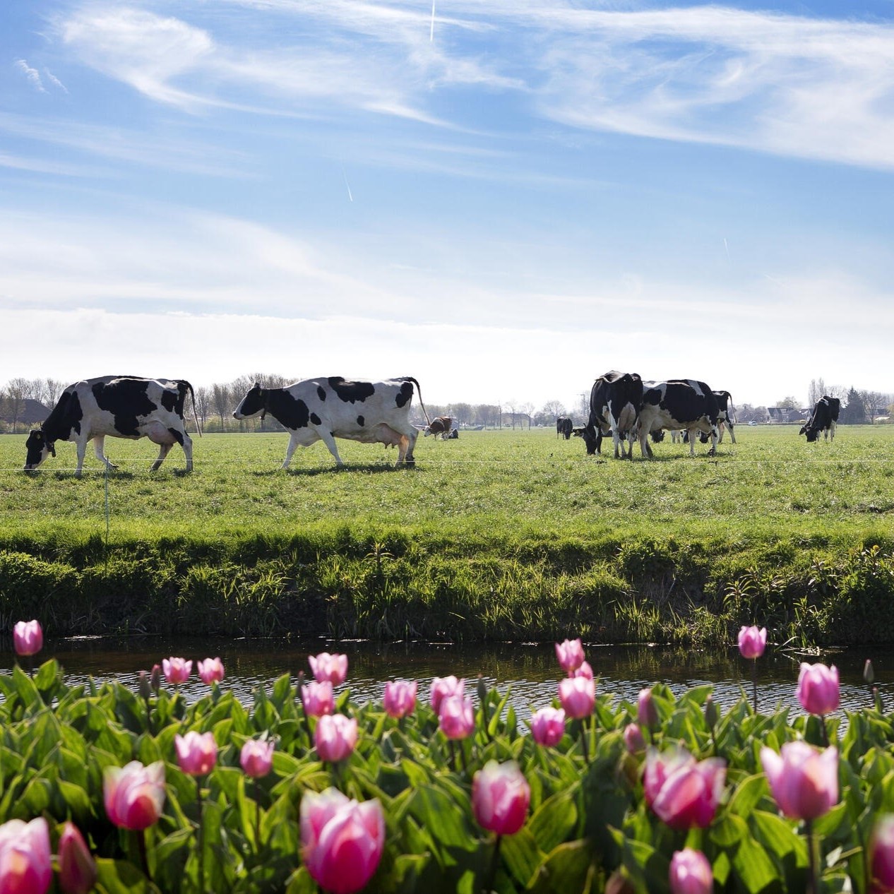 De ecologische voetafdruk van onze melk verminderen