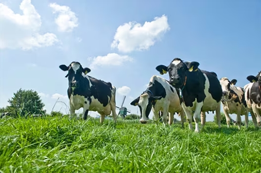 Wil je meer weten over onze focus op duurzame melkveehouderij?