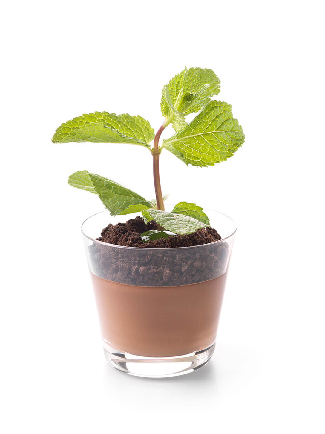 After 8 plantenpotje - photo1 | Debic