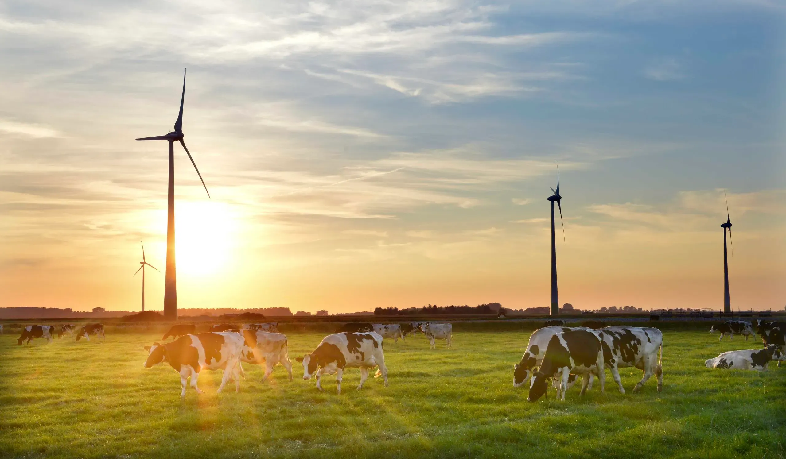 Zrównoważony Rozwój Debic